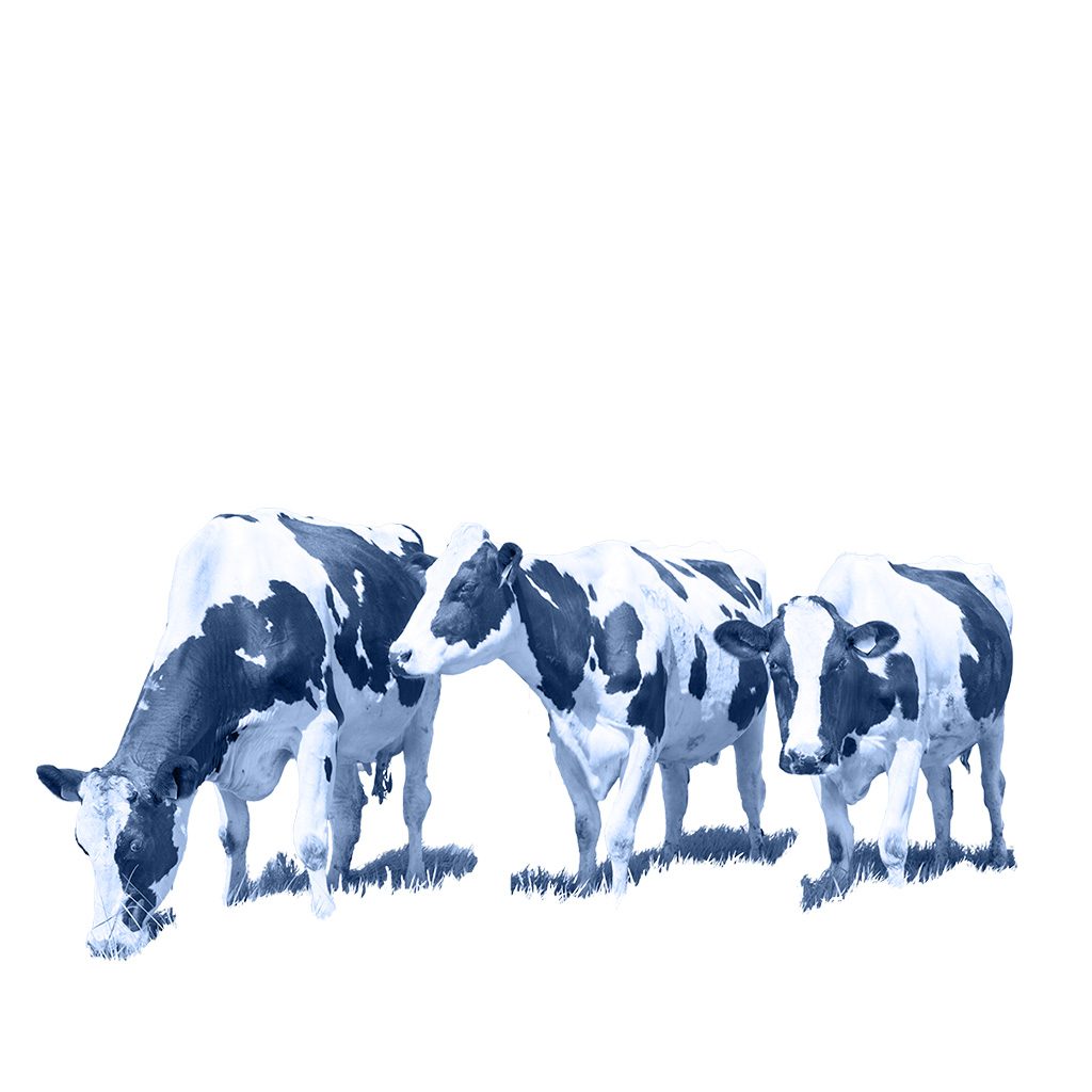 Illustration des usages culinaires des fromages belges - APAQ-W